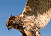 Faune